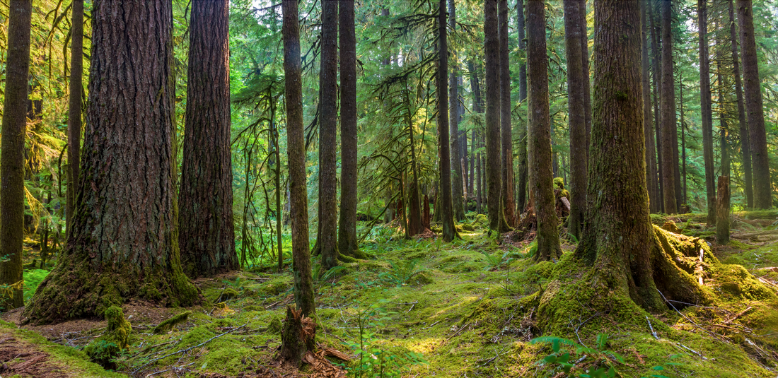 Die Chemie der Ruhe: Warum Waldbaden wirkt